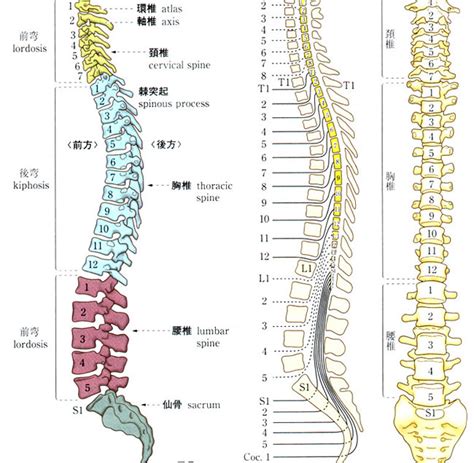 腰椎 英語|脊椎って英語でなんて言うの？